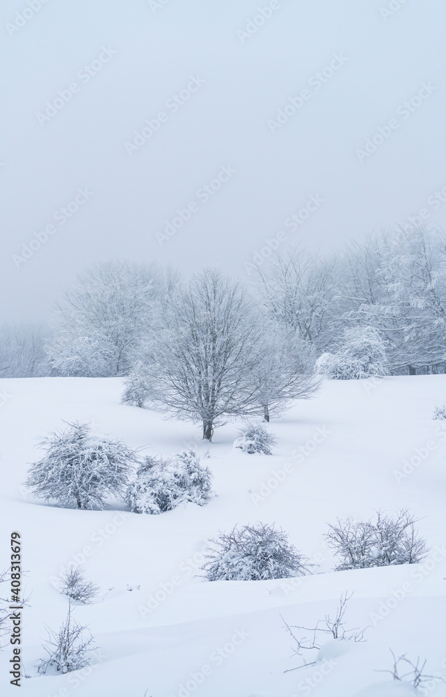 Espino Albar and Beech Forest in the Raso de Opakua snowed in winter in the Port of Opakua, in the Natural Park of the Sierra de Entzia. Alava. Basque Country. Spain.Europe Espino Albar and Beech Forest in the Raso de Opakua snowed in winter in the Port of Opakua, in the Natural Park of the Sierra de Entzia. Alava. Basque Country. Spain.Europe