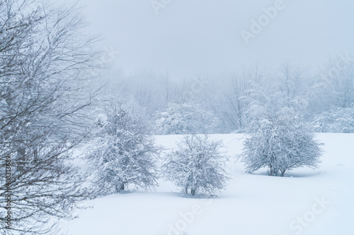 Espino Albar and Beech Forest in the Raso de Opakua snowed in winter in the Port of Opakua, in the Natural Park of the Sierra de Entzia. Alava. Basque Country. Spain.Europe