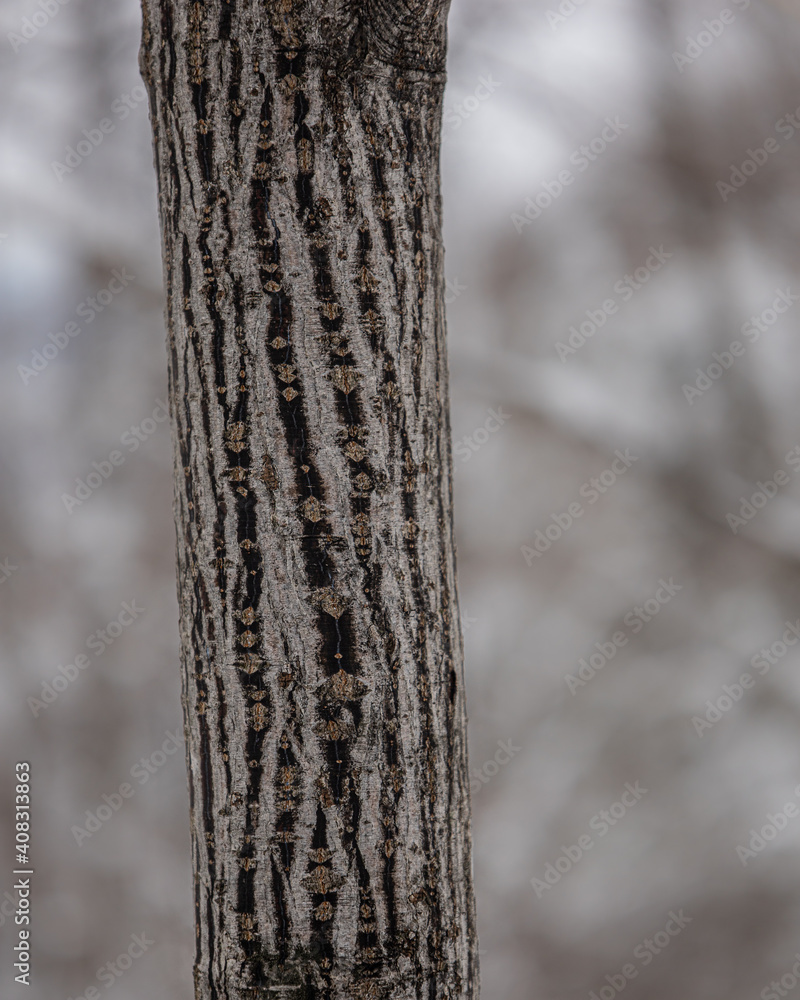 Fototapeta premium tree in winter