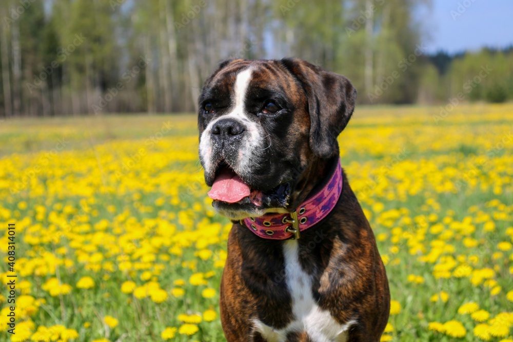 Very beautiful brindle boxer's head on the dandelion field, great background Very beautiful brindle boxer's head on the dandelion field, great background