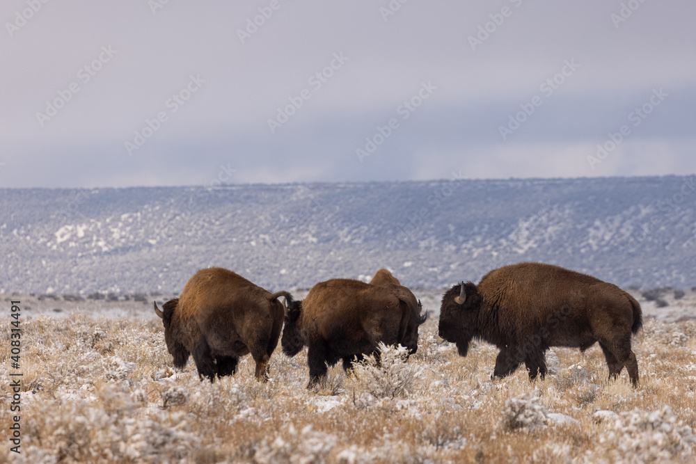 Bison in Winter in Northern Arizona Bison in Winter in Northern Arizona