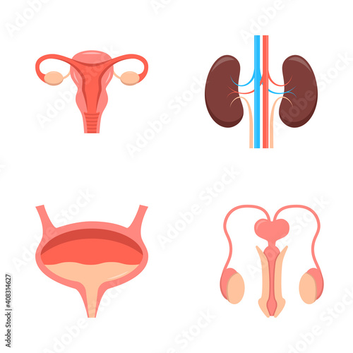 Urogenital system icon set in flat style