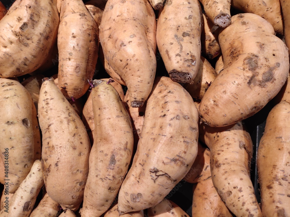 Selective view of sweet potato (Ipomoea batatas - Cilembu). Selective view of sweet potato (Ipomoea batatas - Cilembu).