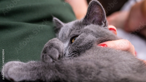 British cat, portrait kitten on a colored blur background
