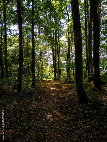 Path in the dark forest. Shadows of the trees in sunshine