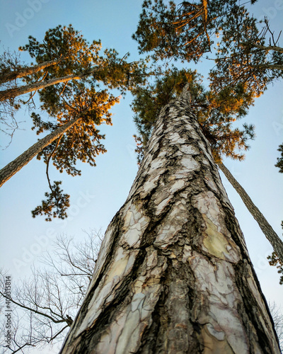 Fototapeta Low angle shot of a pine tree's trunk