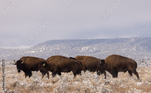 Bison in Winter in Northern Arizona © natureguy