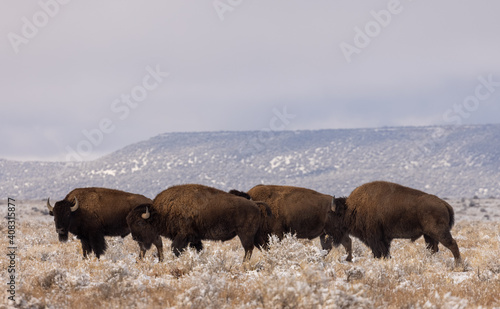 Bison in Winter in Northern Arizona