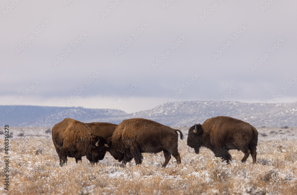 Bison in Winter in Northern Arizona Bison in Winter in Northern Arizona