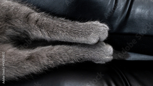 Cat's paws close-up on the legs of a man. Cat's hind legs.