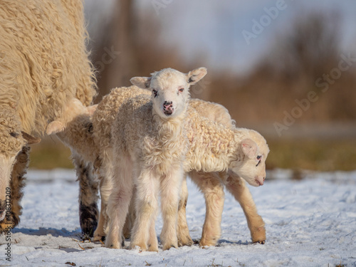 cute newborn lambs on a farm - close up - early spring