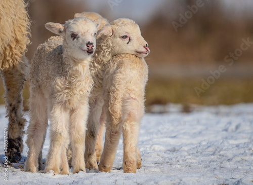 Fototapeta Naklejka Na Ścianę i Meble -  cute newborn lambs on a farm - close up - early spring