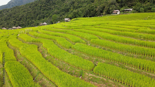 rice fields in Pa Pong Pieng , Mae Chaem, Chiang Mai, Thailand.