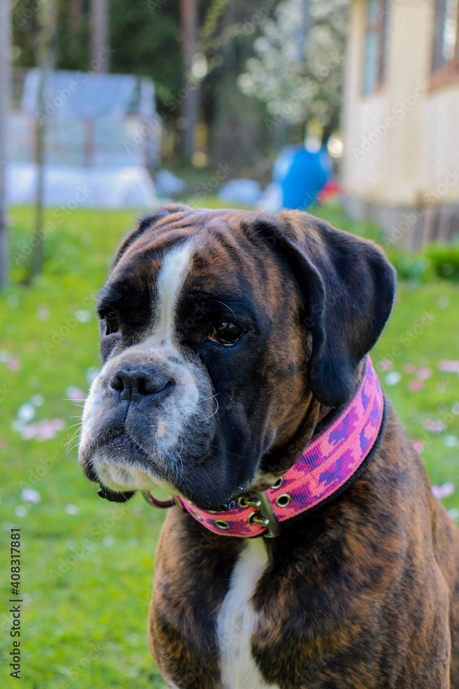 Beautiful boxer dog in the garden with daisy flower