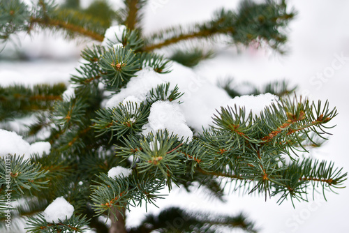 Spruce covered with snow on the street. Winter Time