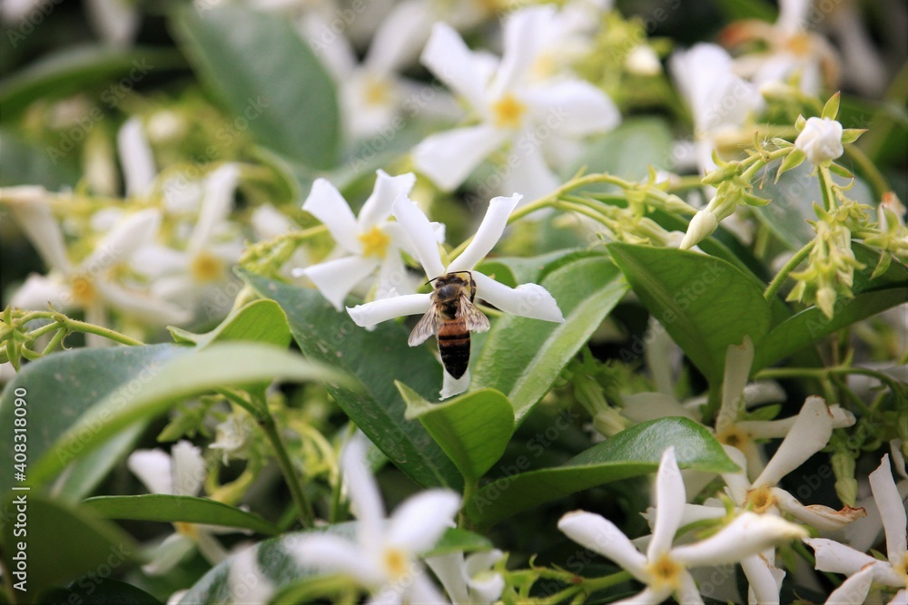 Obraz premium Bee and jasmine