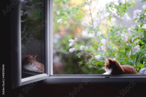 Chat sur fenêtre