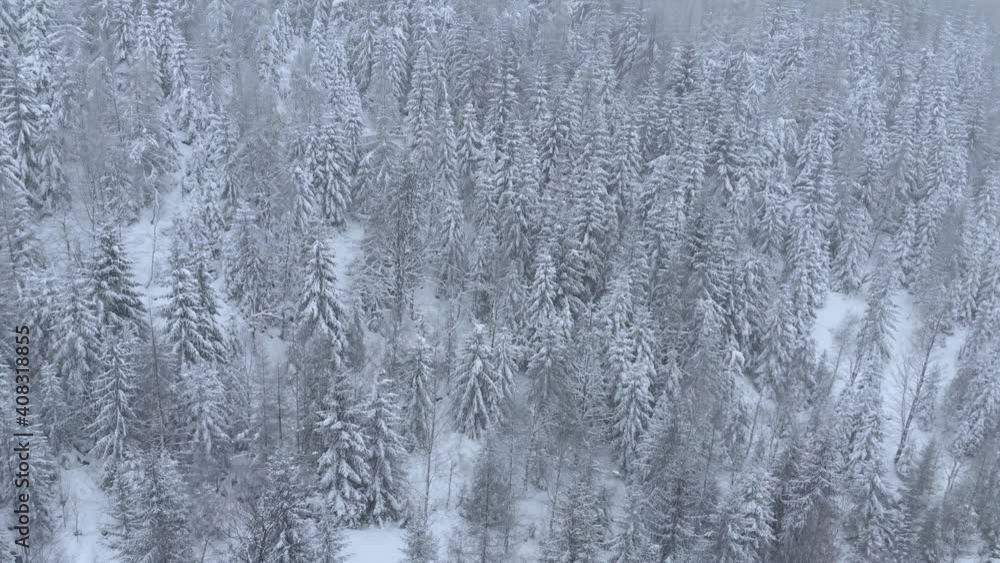 Aerial shot of couple looking over scenic winter view of pine forest covered in snow Aerial shot of couple looking over scenic winter view of pine forest covered in snow