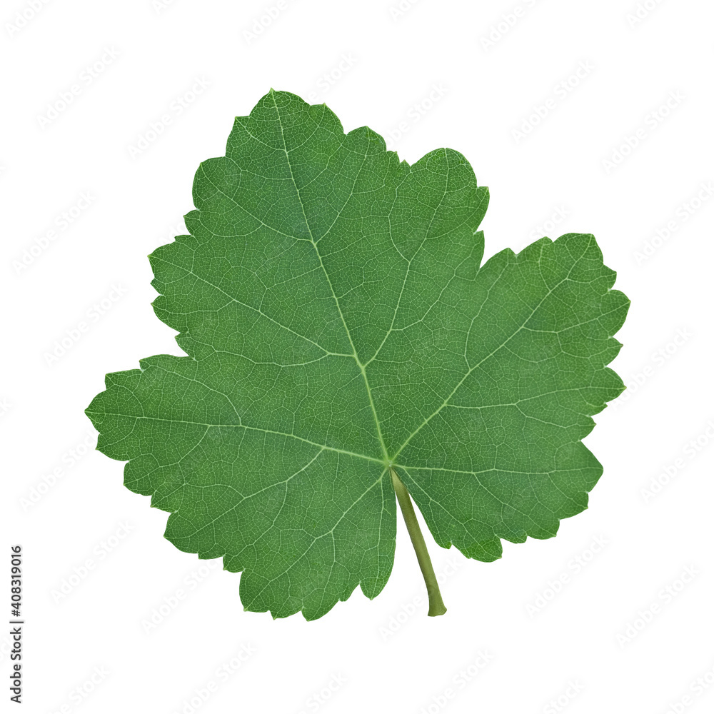 Fototapeta premium Green vine leaf isolated on white background close-up.