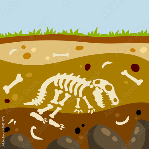 Dinosaur skeleton. Bones of a prehistoric lizard. Land in the section.
