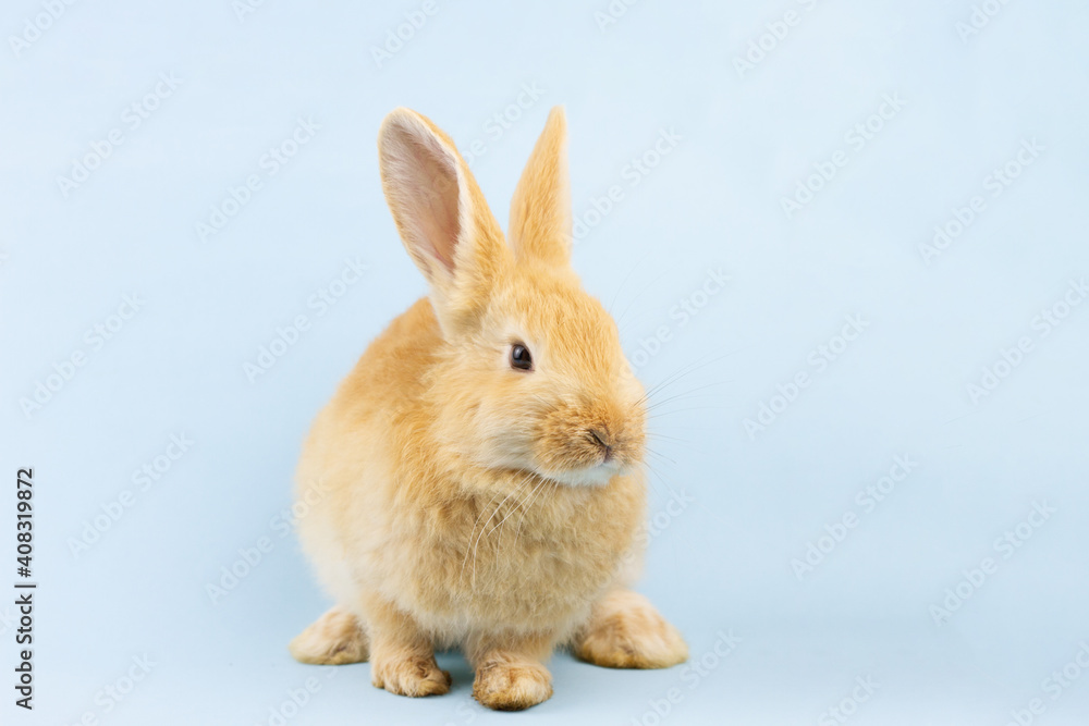 little ginger rabbit sits on a pastel blue background with copy space. Easter bunny close up. Concept for religious spring holiday