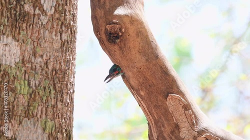 Blue-eared Barbet, Psilopogon cyanotis, 4K footage of a nesting bird; suddenly shows its head out from its burrow and then goes out to eat the ants pestering its nestlings then flies away. photo