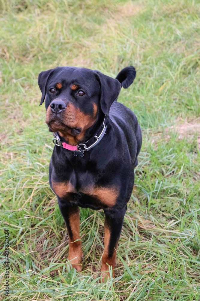 Beautiful feminine rottweiler dog in the field Beautiful feminine rottweiler dog in the field