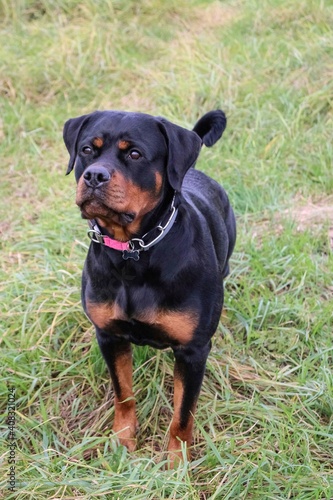 Beautiful feminine rottweiler dog in the field