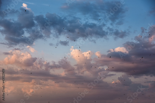 Wallpaper Mural many birds flying in the sky, nature series Torontodigital.ca