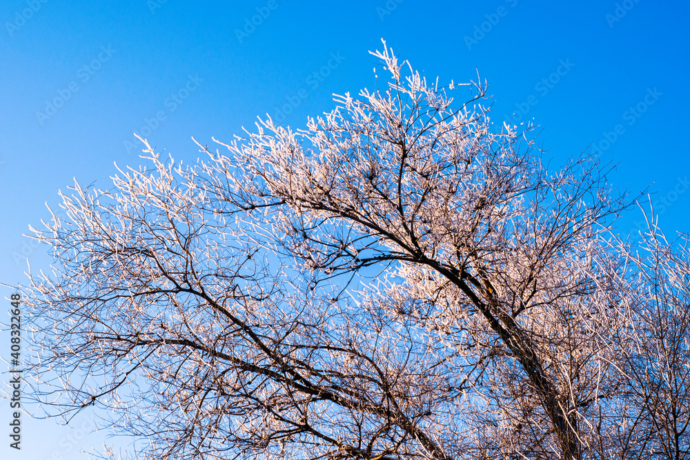 snow-covered in a hoarfrost tree against a blue sky background snow-covered in a hoarfrost tree against a blue sky background