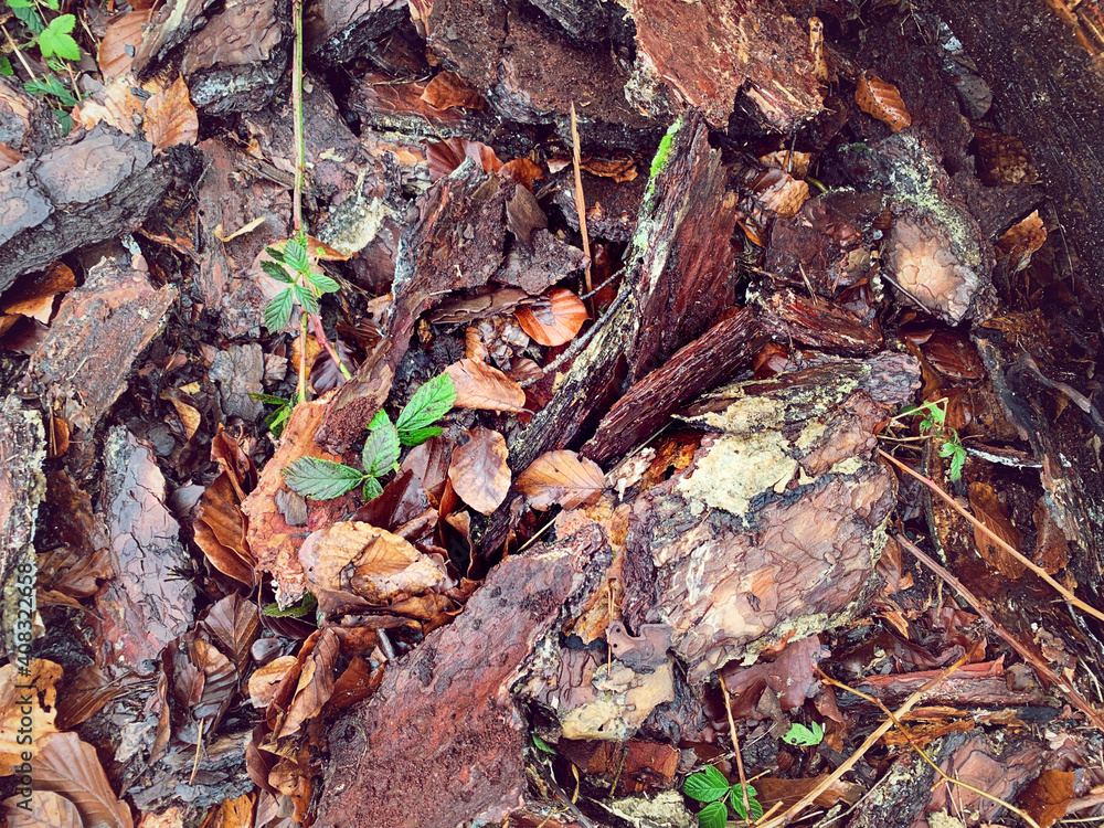 Background wood bark tree bark