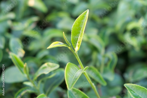 Young shoots of tea leaves