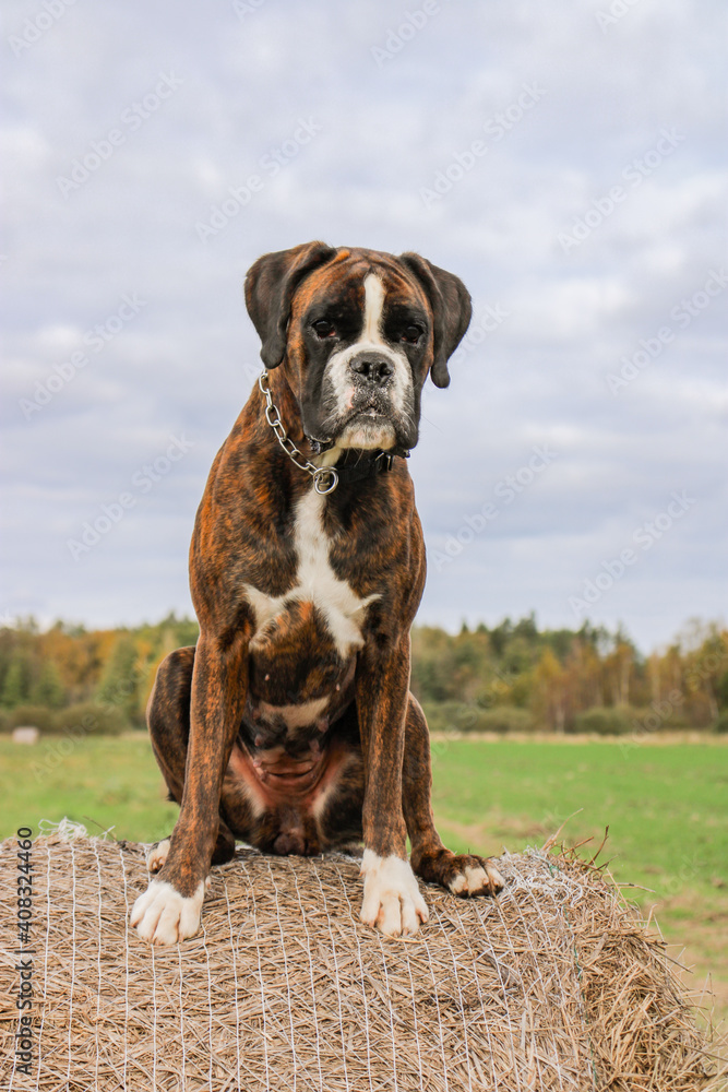 Brindle boxer dog with very beautiful head is sitting on the bale of hay