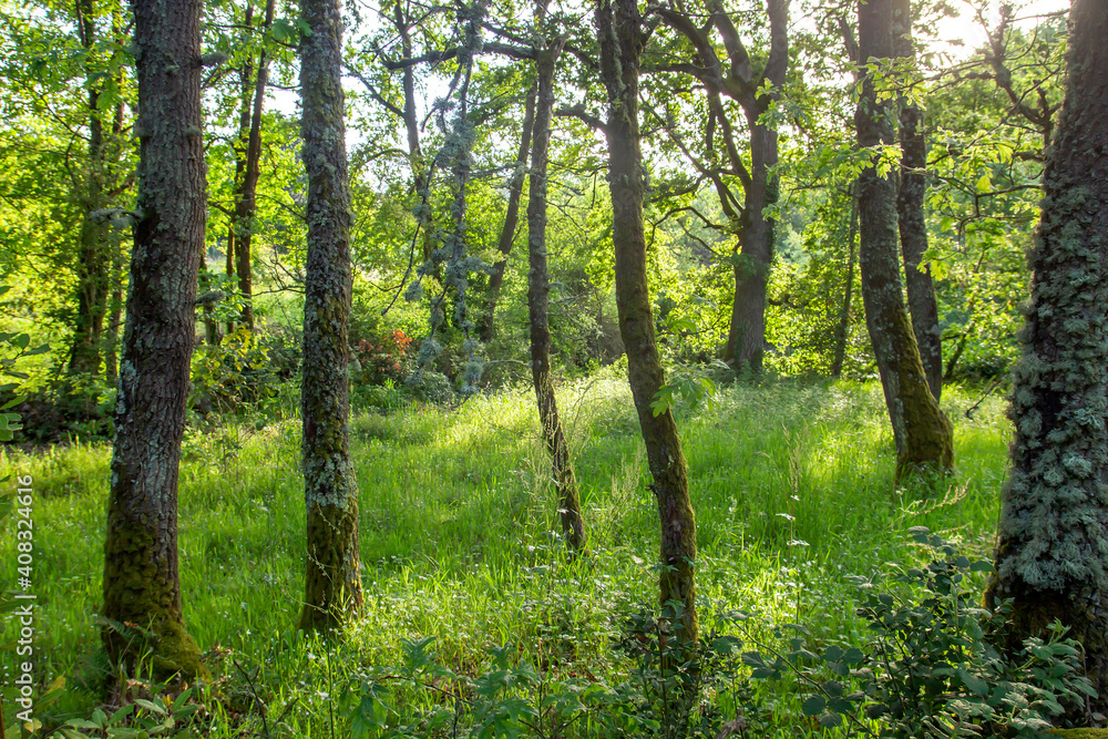 Obraz premium Green forest landscpae