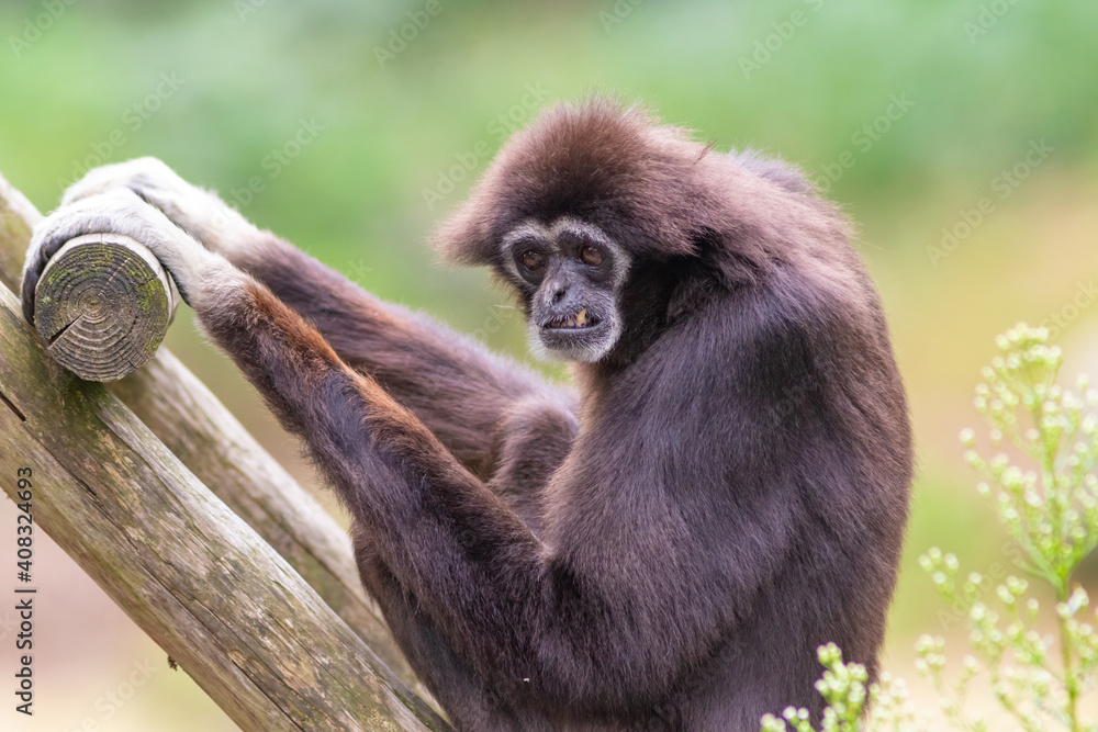 Lar gibbon white handed gibbon ape monkey portrait close up Lar gibbon white handed gibbon ape monkey portrait close up