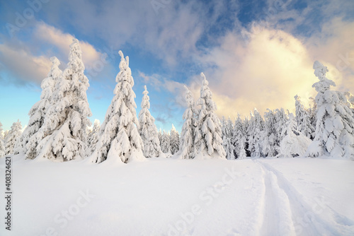 frischer Schnee im Winterwald