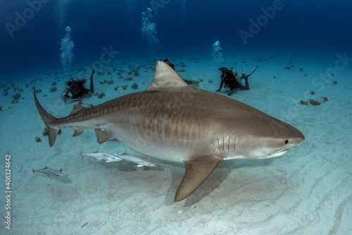 Tiger Shark and Scuba Diver on Bahamas