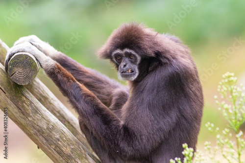Lar gibbon white handed gibbon ape monkey portrait close up