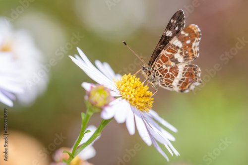 Map butterfly - Araschnia levana - resting on a daisy flower - Leucanthemum