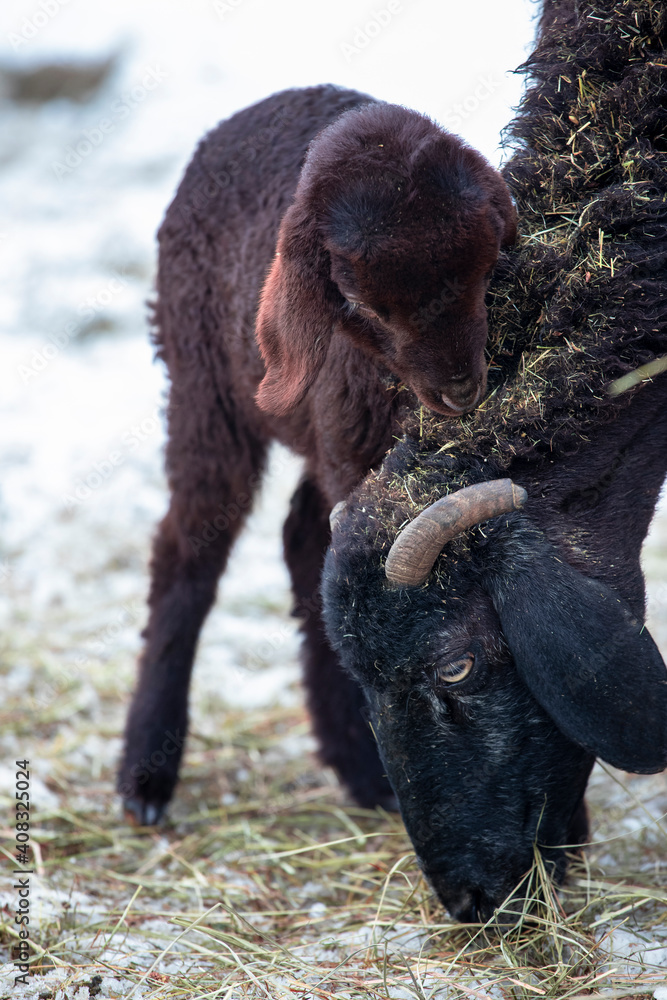 Mother sheep and cub. Kara sheep eating hay. Mother sheep and cub. Kara sheep eating hay.