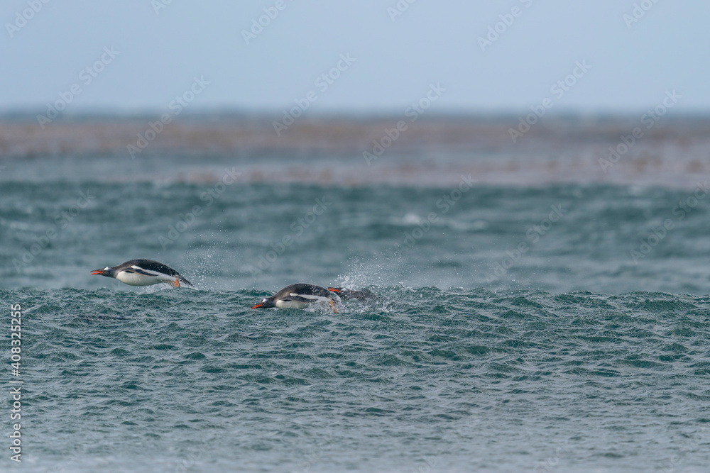 Fototapeta premium The gentoo penguin (Pygoscelis papua)