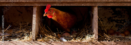 Foto Hen in a roosting box
