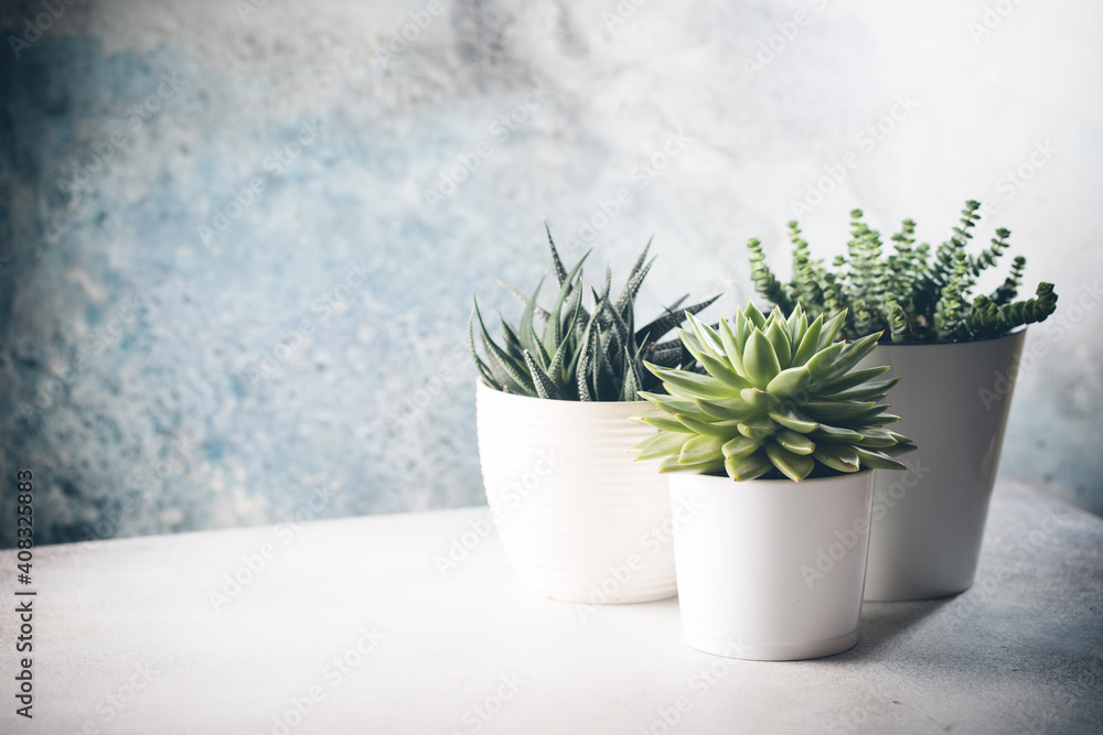 succulents in a white pots on a light background, minimalist composition succulents in a white pots on a light background, minimalist composition