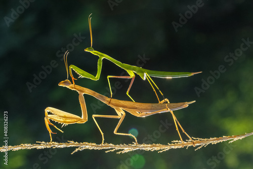 european mantis, mantis religiosa, standing on two blooming heads of thistle in summer at sunset. Green insect with long legs and antennas clinging on plant. photo