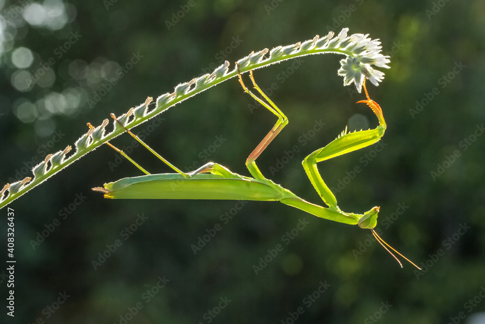 european mantis, mantis religiosa, standing on two blooming heads of thistle in summer at sunset. Green insect with long legs and antennas clinging on plant. european mantis, mantis religiosa, standing on two blooming heads of thistle in summer at sunset. Green insect with long legs and antennas clinging on plant.