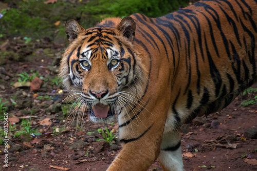Portrait of a Sumatran tiger
