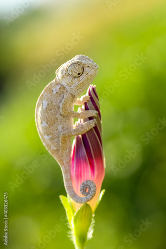 Macro shots, Beautiful nature scene baby grey chameleon