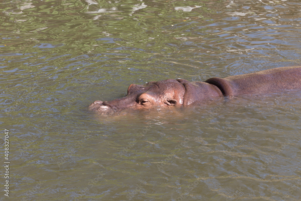 Hippopotamus (Hippopotamus amphibius) in water Hippopotamus (Hippopotamus amphibius) in water