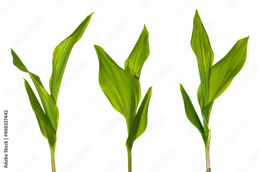 Floral leaves. Lily of the valley flower on white background Floral leaves. Lily of the valley flower on white background