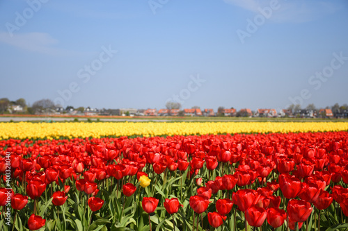 Red and yellow tulips on a picturesque field in the Kingdom of the Netherlands 